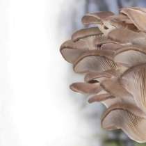 Домашняя вешенка — грибы к Новому году!, в Уфе