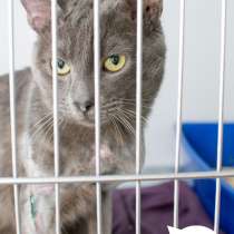 Кот Штирлиц, в Москве