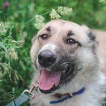 Счастье по имени Алиса! Собака для души в поиске семьи!, в Москве