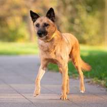 Небольшой лисенок Марсик ищет семью!, в Москве