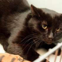 Шикарный кот Мау, в Москве