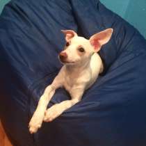 Девочка щенок тойтерьер, в Москве