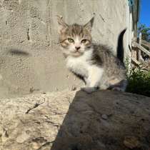 Котята, в Липецке