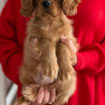 Кавалер Кинг Чарльз спаниель, в Москве