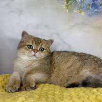 Шотландский мальчик золотая шиншилла, в Москве