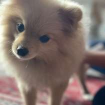 Шпиц, в г.Алейск