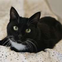 Очаровательная кошка Соня в дар, в г.Минск