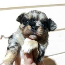 Девочка чихуахуа, в Санкт-Петербурге