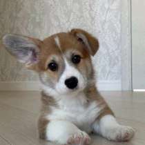 Зооняня передержка животных, в Санкт-Петербурге