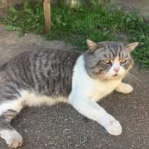 Котята: Британец и Вислоухие Шотландцы, в г.Макеевка