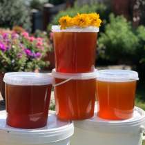 Свежий Алтайский мёд с личной пасеки, в Новосибирске