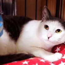 Котик Джуд Лоу, в Москве