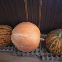 Тыква с дачи, в Санкт-Петербурге