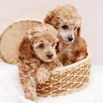 Щенки карликового пуделя, в Санкт-Петербурге