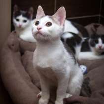 Воспитанные, стерилизованные котята-подростки в дар, в г.Москва