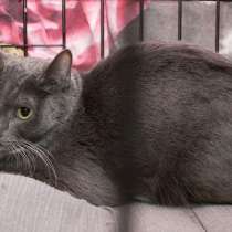 Кастинг на лучшего хозяина для котика Бени, в Москве