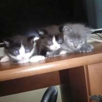Три котенка Самцы, в Кемерове