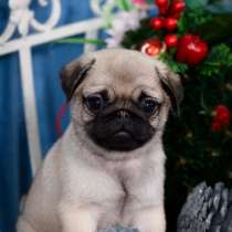 Мопс Анадырь, в Анадыре