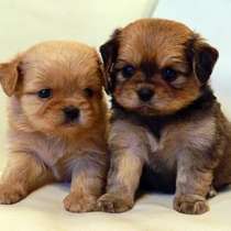 Щенки дизайнерские, в Москве