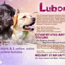 Щенки лабрадора, в Москве