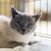 Невероятная красавица Агата в добрые руки, в Москве