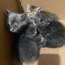 Милые котята ищут хозяевов, в Армавире