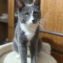 Котик Семик ищет дом, в Обнинске