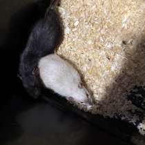 ОТДАМ КРЫС БЕСПЛАТНО, в Липецке