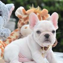 Французский бульдог Владикавказ, в Владикавказе