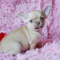 Чихуахуа Ульяновске, в Ульяновске