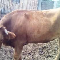Коровы, бык, телка, в Барнауле
