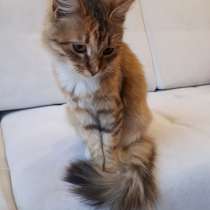 Ласковая Лисичка в поисках настоящего дома, в Москве