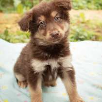 Волшебно-шоколадные щенки, мальчики и девочки! Ищут дом!, в Москве