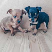 Той терьер Саратов, в Саратове