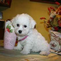 Бишон фризе Биробиджан, в Биробиджане