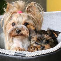 Йоркширский терьер Геленджике, в Геленджике