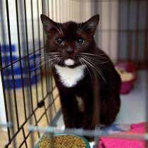 Мюнхгаузен - кот, способный восхищать, в Москве