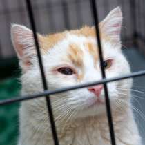 Музыкальный Аскер ждет своего слушателя, в Москве