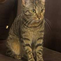 Отдам даром кошку, в Сургуте