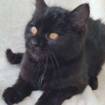 SOS! СРОЧНО НУЖНА ПЕРЕДЕРЖКА ИЛИ ДОМ! ОСЕБЕННЫЙ КОТЕНОК В ДА, в г.Минск