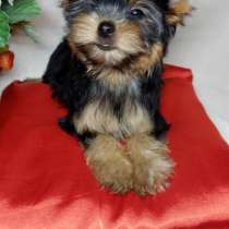 Йоркширский терьер щенки, в Новосибирске