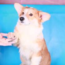 Вельш корги пемброк щенки от Чемпиона, в Москве