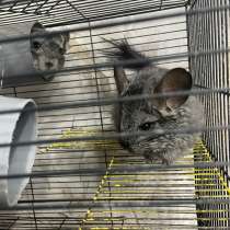 Шиншилы, в Самаре