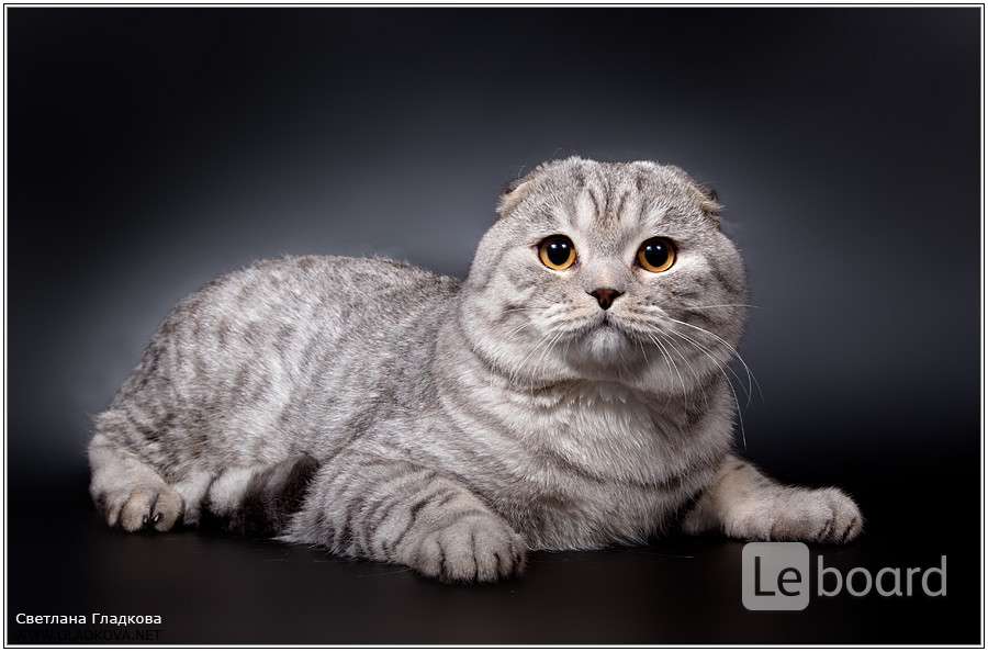 коты вислоухие вязка