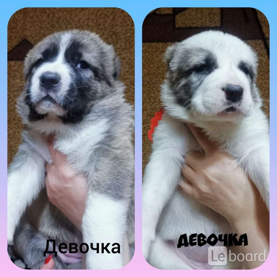 Купить Щенка Алабая В Пензе