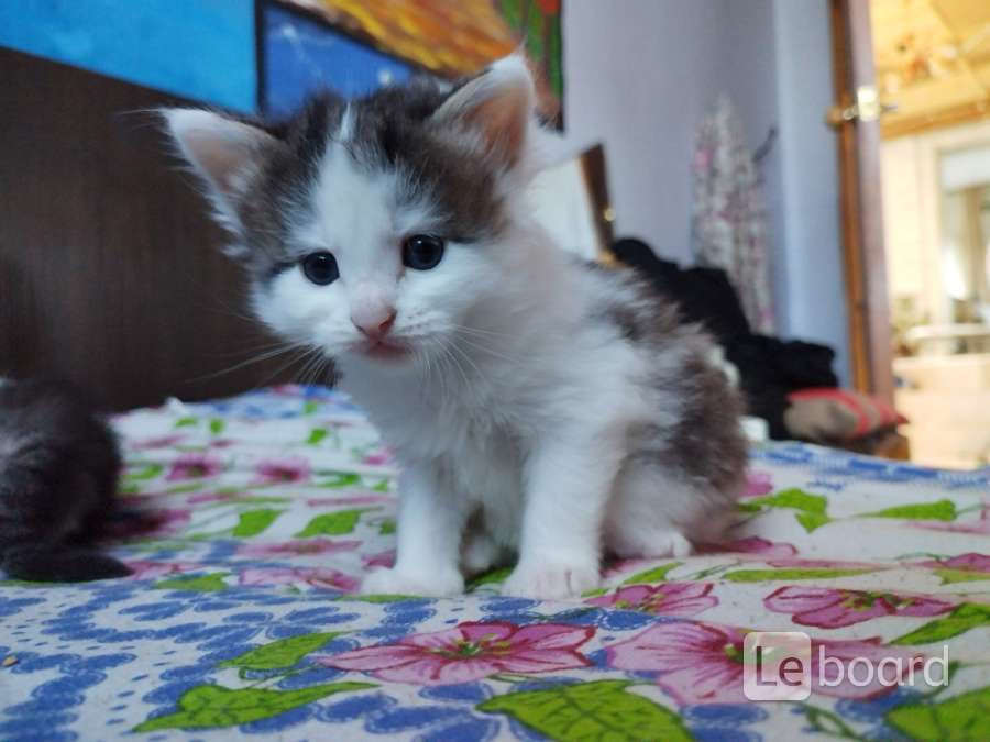 Авито кошки кострома. Котята в костроме авито кострома. Сколько стоят котята в костроме. Животные в добрые руки кострома. Котята в костроме.