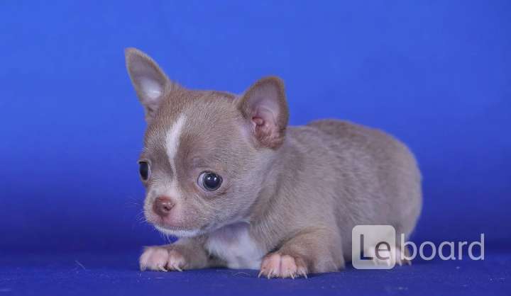 Новиолис питомник чихуахуа. Чихуахуа черный гладкошерстный. Чихуахуа микро белый. Маленькая белая собачка чихуахуа. Чихуахуа иркутск.